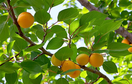 立夏吃個(gè)杏，到老沒(méi)有病